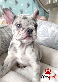 Ράτσα: Γαλλικό Μπουλντόγκ - Bulldog | Ηλικία: 3 μηνών | Φύλο: Θηλυκό | Αρ. Microchip: 985113067870055 | Ιδιώτης | Εκπαιδευμένο | Pedigree | Περιοχή: Αθήνα, Αττική